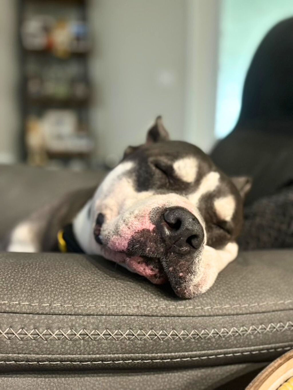 pit bull do resting on chair