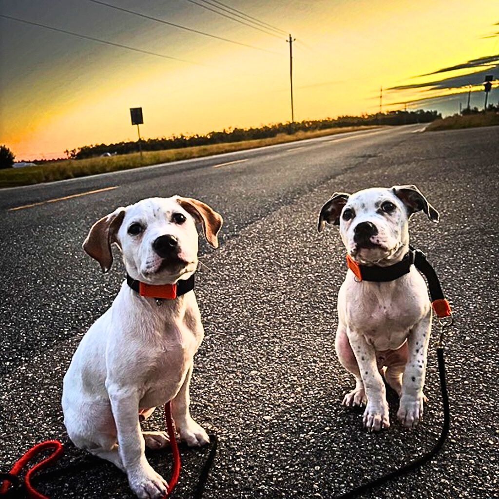 pit bull puppies on street