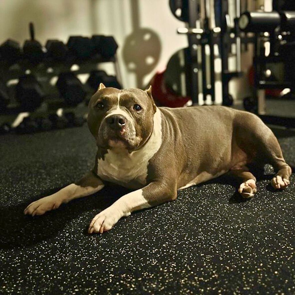 pit bull in a gym