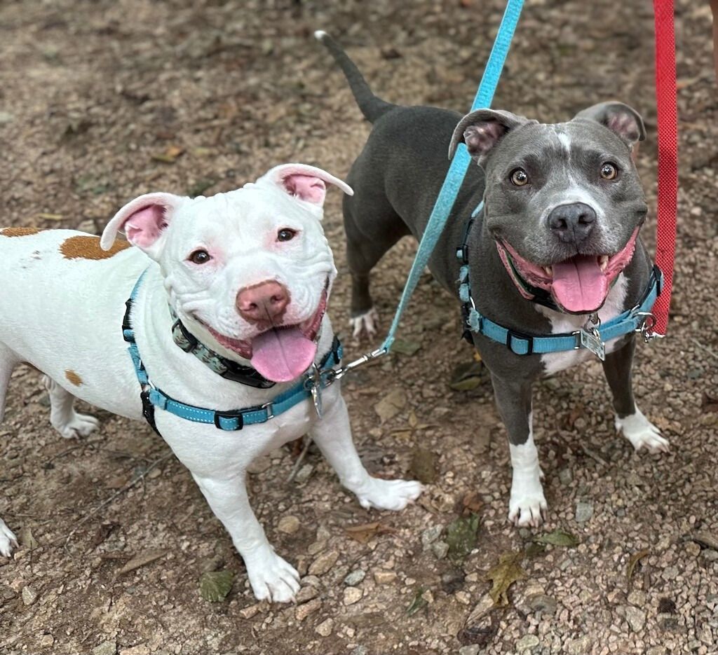 two pit bull dogs on leash
