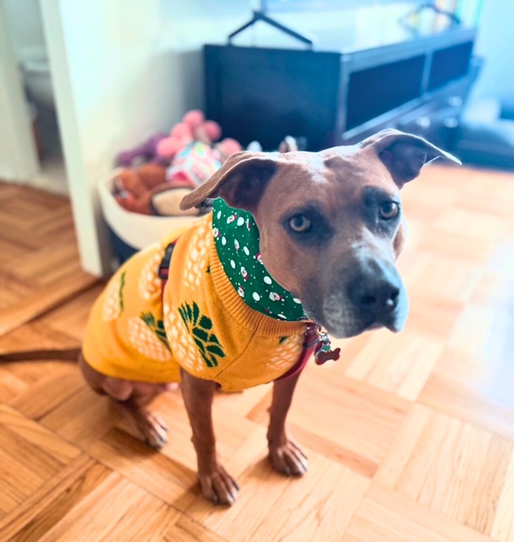 pit bull dog with sweater