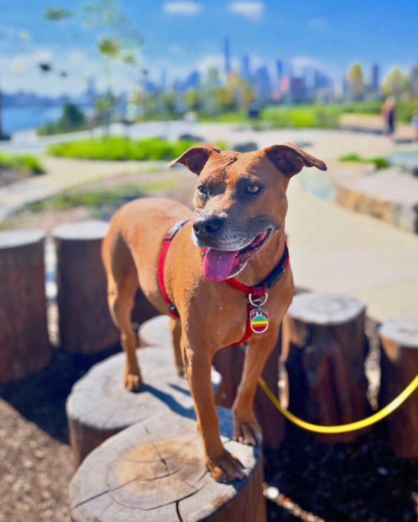 pit bull dog in city park