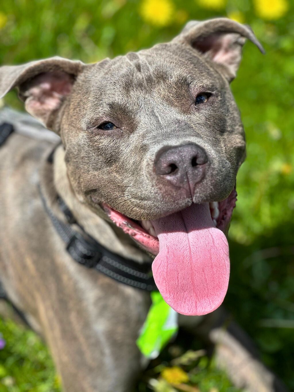 pit bull dog smiling