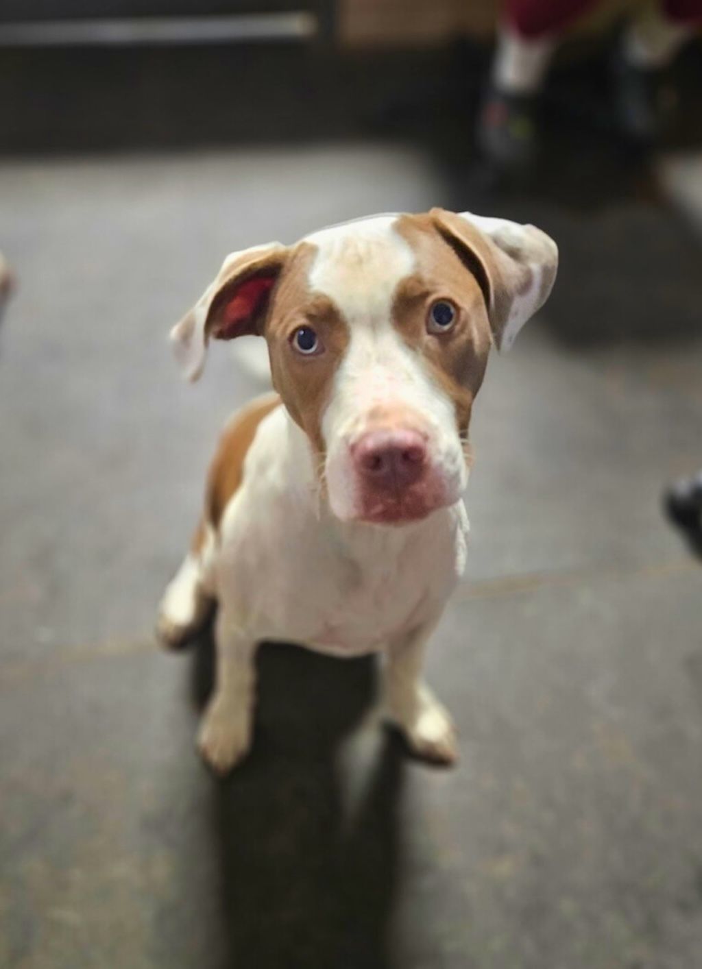 younger brown and white pit bull dog