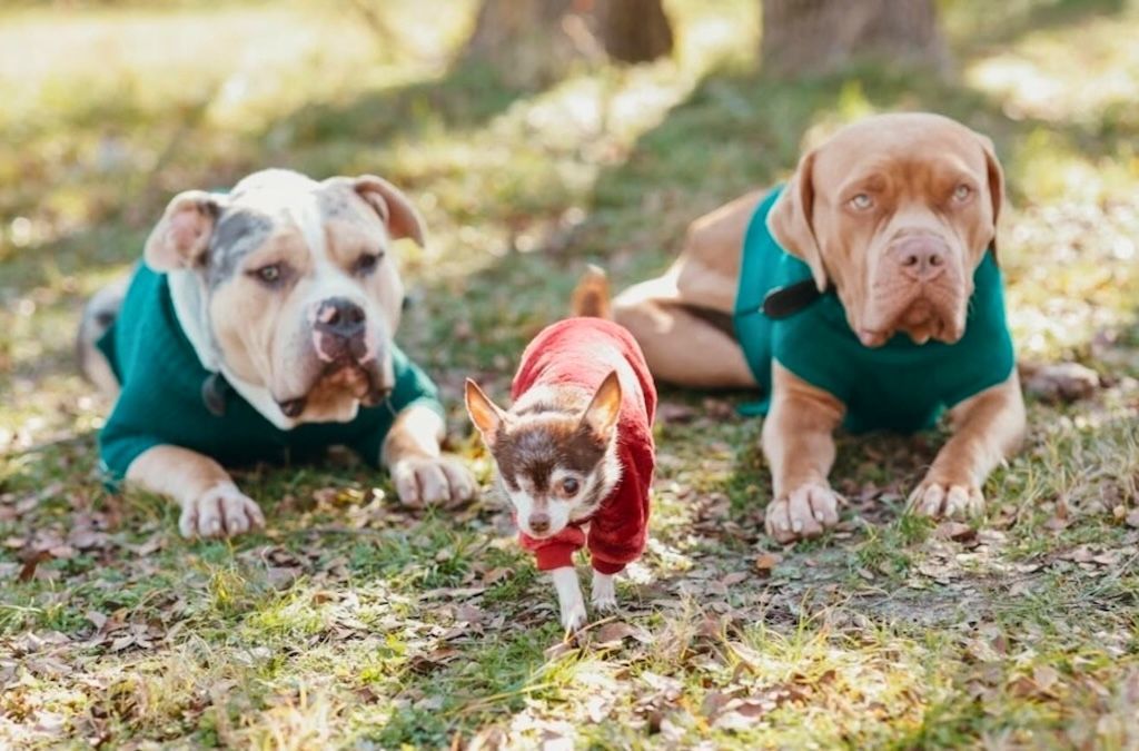 two pit bull type dogs with smaller dog in yard