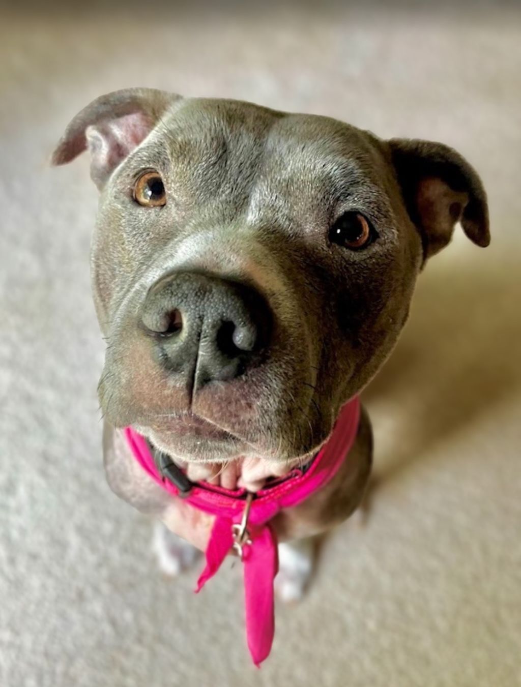 gray pit bull dog with red scarf