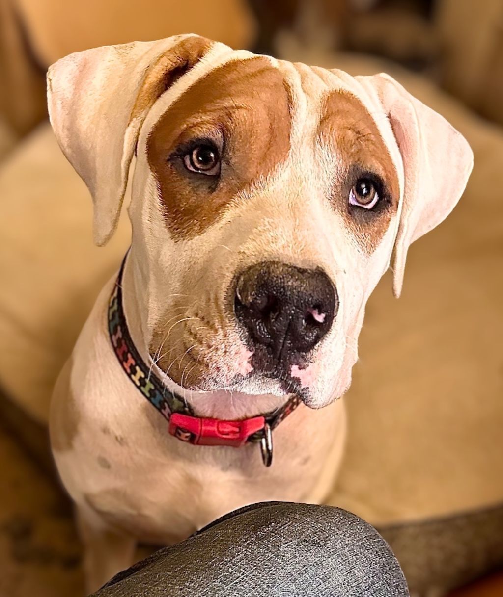 white and brown pit bull type dog