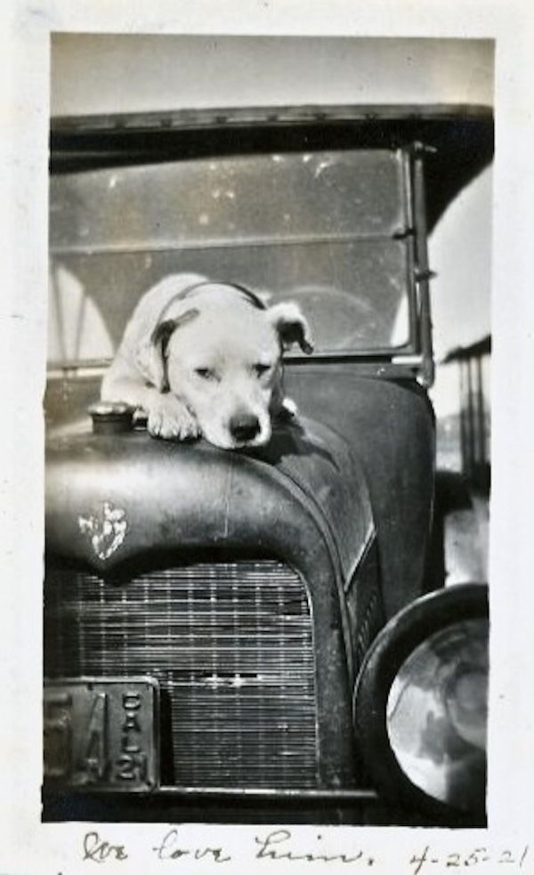vintage photo pit bull on old truck
