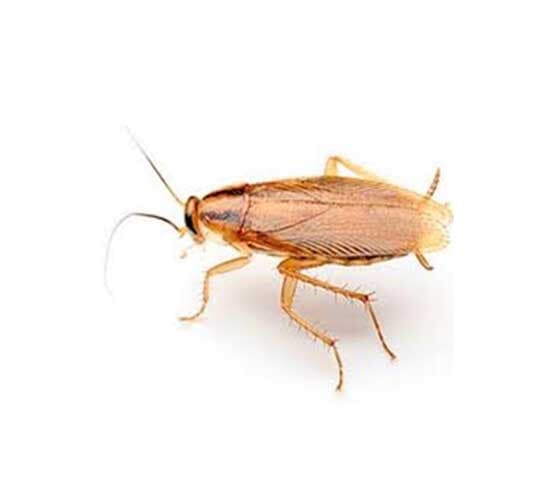 (BLATELLA GERMANICA)
CUCARACHA DE COCINA