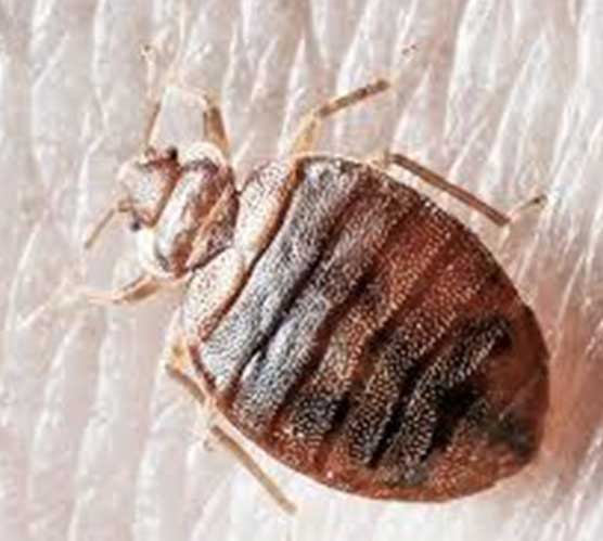 (CIMEX LECTULARIUS)
CHINCHE DE CAMA