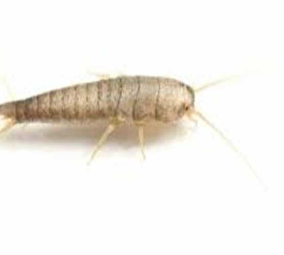 (LEPISMA SACCHARINA)
PESCADITO DE PLATA