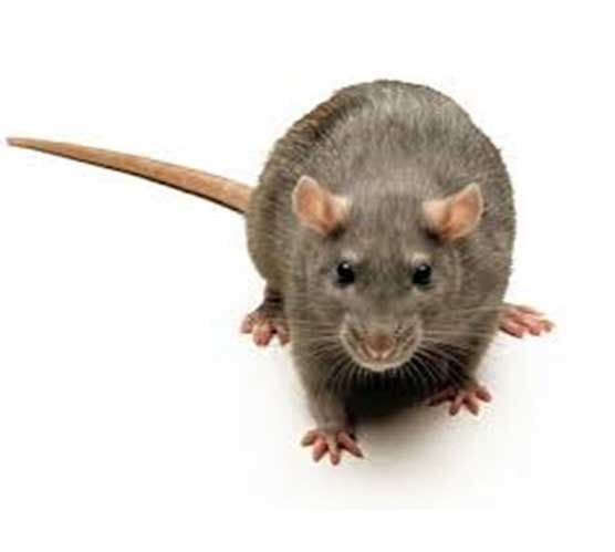 (RATTUS NORVERGICUS)
RATA DE ALCANTARILLA