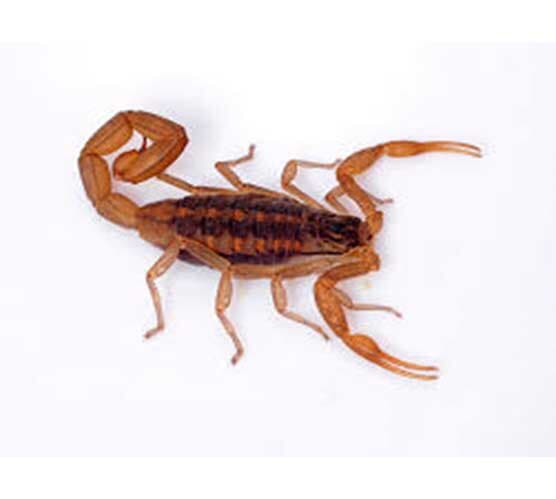 (CENTRUROIDE INFAMATUS)
ALACRÀN