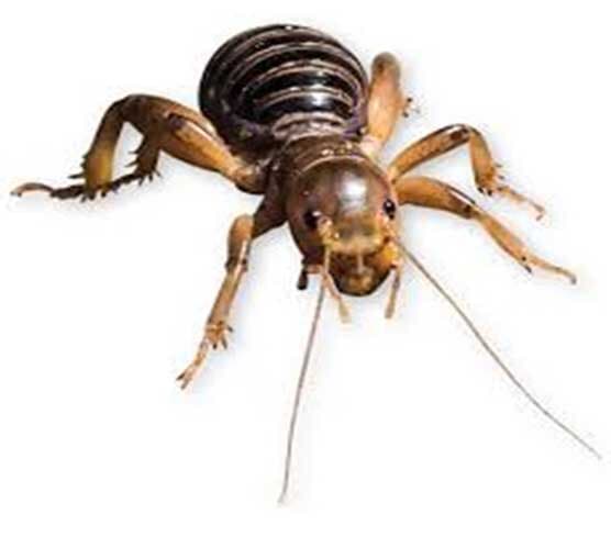 (GENUS STENOPELMATUS)
CARA DE NIÑO