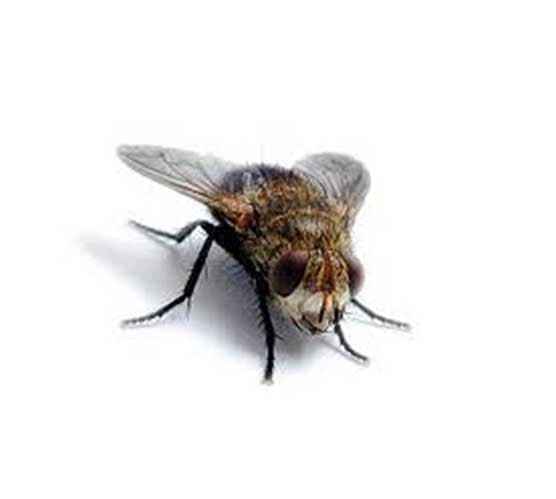 (GENUS STENOPELMATUS)
CARA DE NIÑO