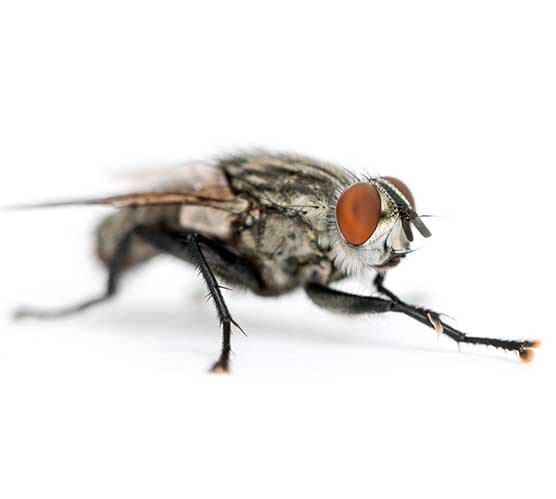 (SARCOPHAGIDAE)
MOSCA PANTEONERA