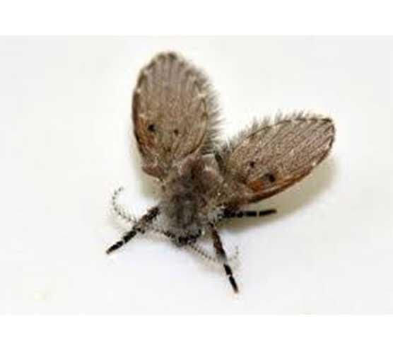 (SARCOPHAGIDAE)
MOSCA PANTEONERA