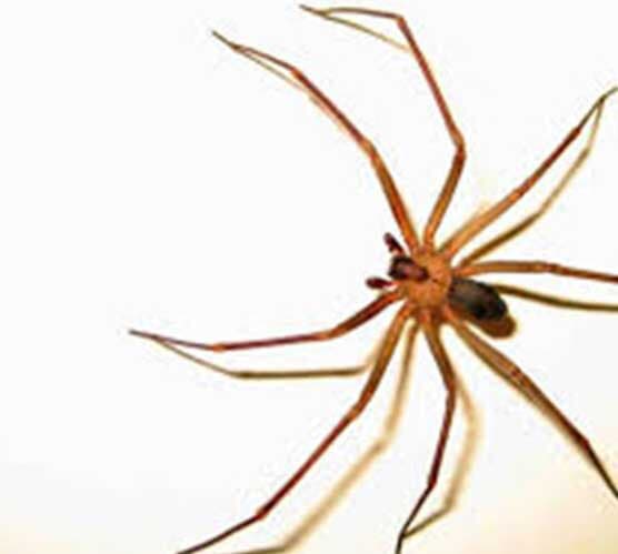 (PSYCHODA ALTERNATA)
MOSCA DE DRENAJE