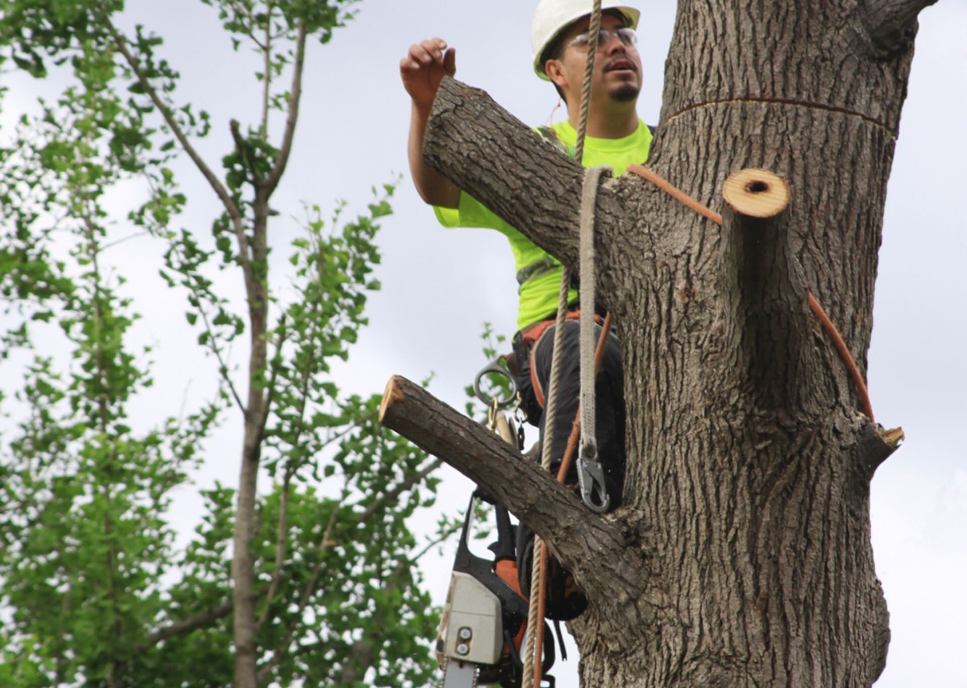 arborist performing a tree removal service in El Paso