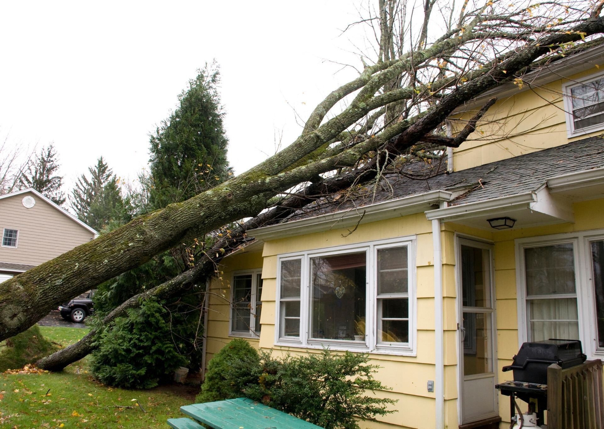 tree fallen in a house roof