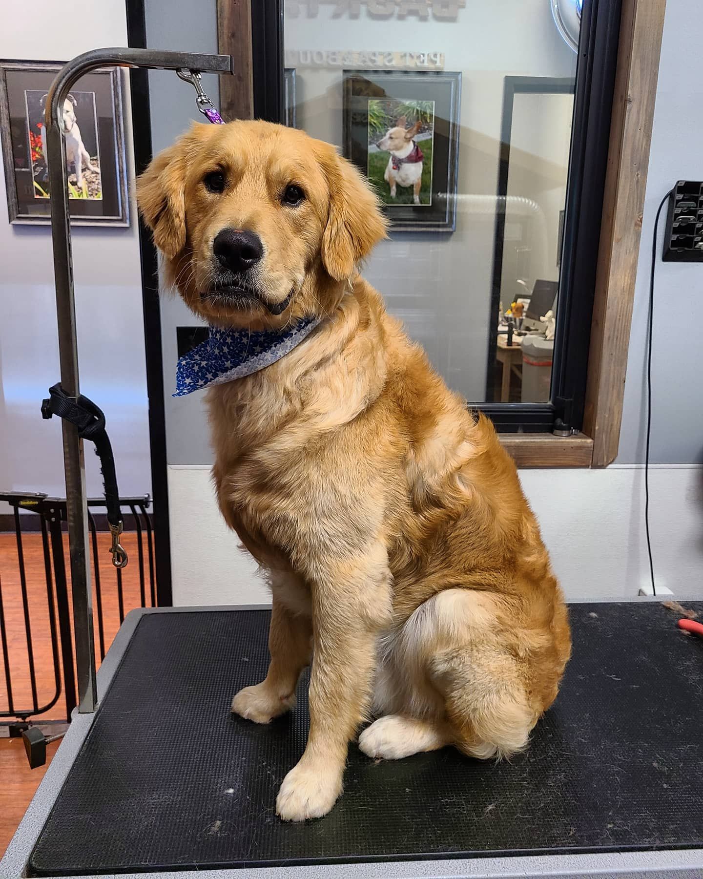 Pet grooming | Roseville, CA | Backyard Pet Spa & Boutique
