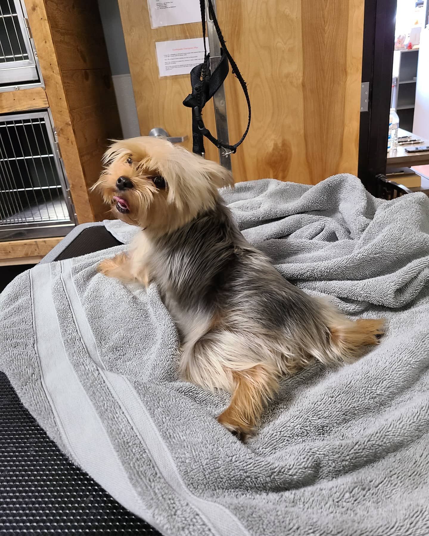 Boarding | Roseville, CA | Backyard Pet Spa & Boutique