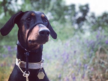 Black doberman | Roseville, CA | Backyard Pet Spa & Boutique