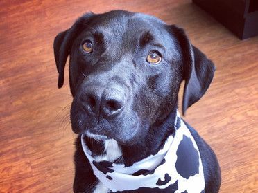 Black labrador | Roseville, CA | Backyard Pet Spa & Boutique