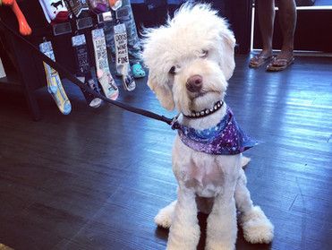 White cute dog | Roseville, CA | Backyard Pet Spa & Boutique