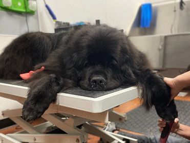 Big black dog | Roseville, CA | Backyard Pet Spa & Boutique