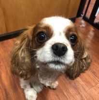 Brown and white small dog | Roseville, CA | Backyard Pet Spa & Boutique