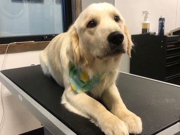 Golden retriever | Roseville, CA | Backyard Pet Spa & Boutique