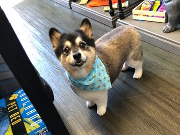Cute corgi dog | Roseville, CA | Backyard Pet Spa & Boutique