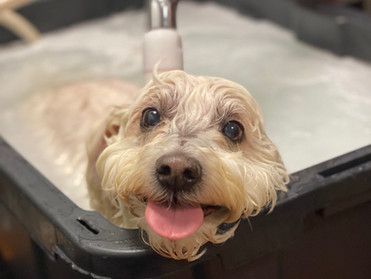 Pet spa | Roseville, CA | Backyard Pet Spa & Boutique