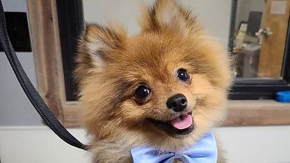 Cute brown dog | Roseville, CA | Backyard Pet Spa & Boutique