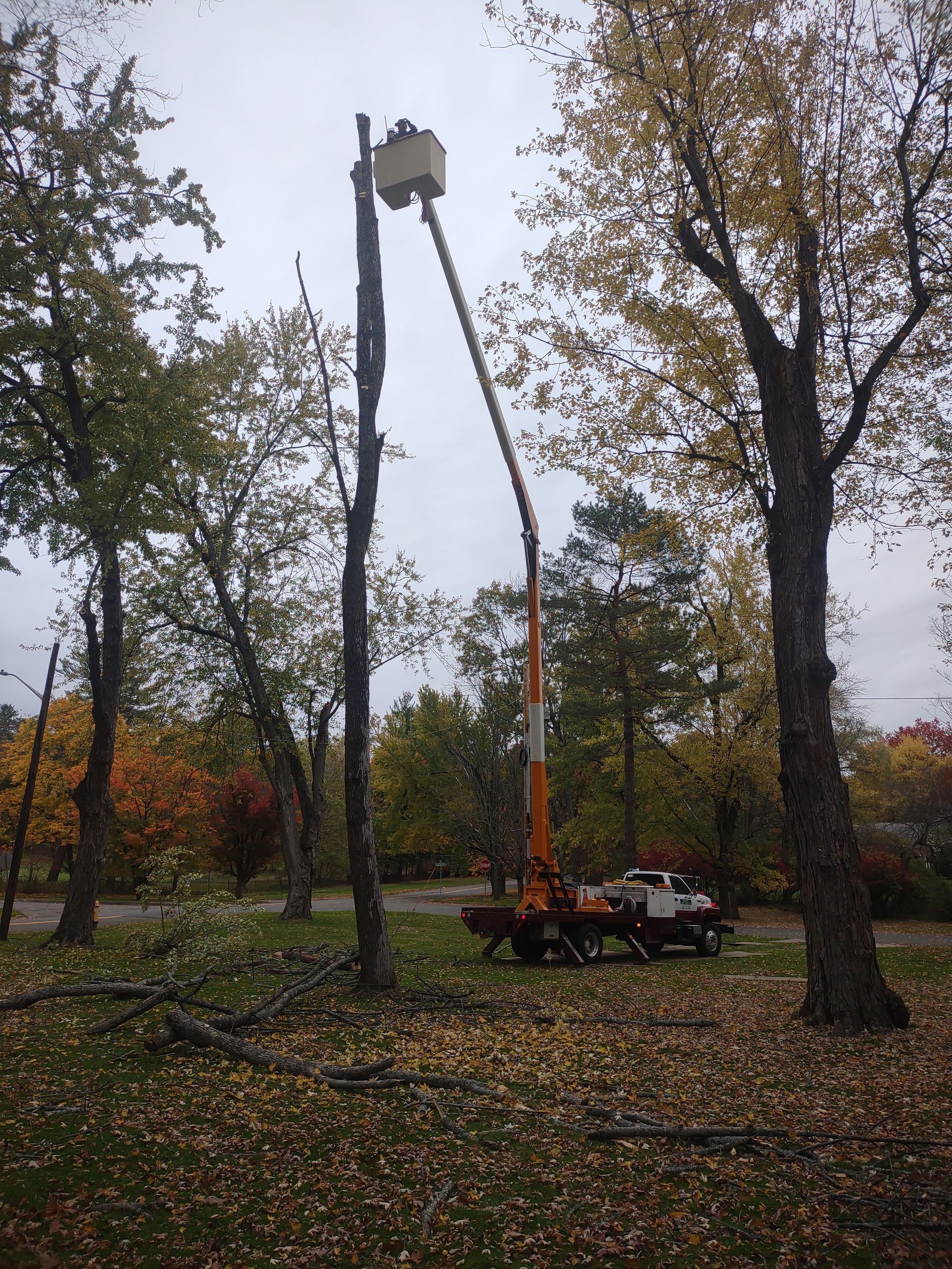 Cutting Diseased Branches with Chainsaw — Horseheads, NY — Floyd’s Tree Service & Landscaping