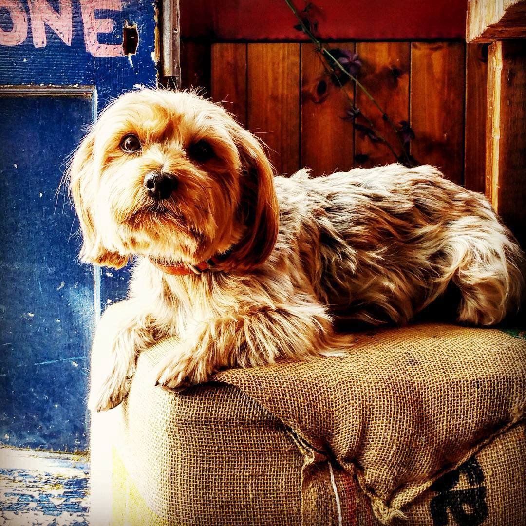A small dog is laying on a stool in front of a sign that says one
