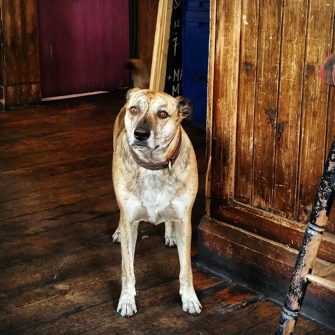 A dog standing on a wooden floor in front of a wooden door
