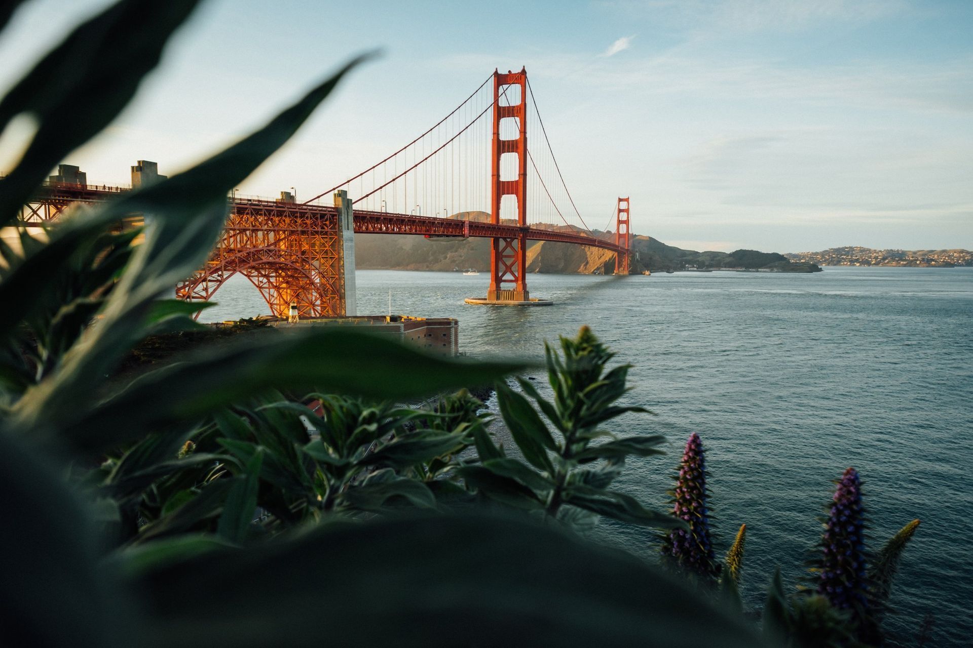 The golden gate bridge is visible through the leaves of a plant