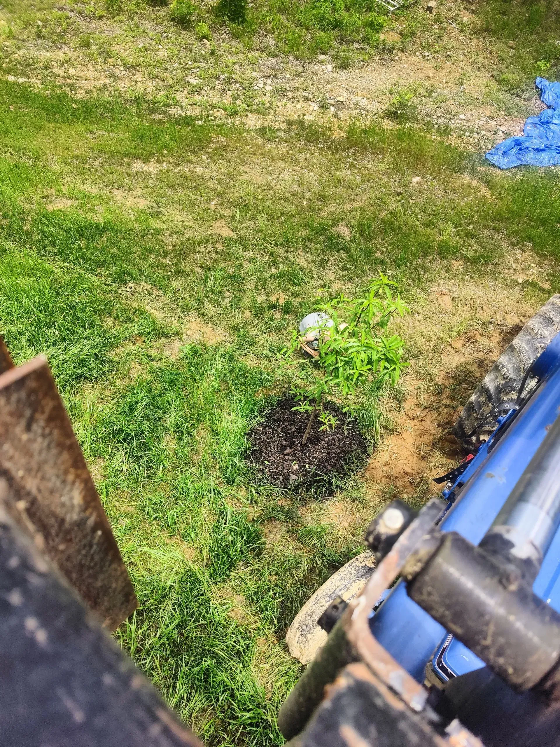A blue tractor is driving through a grassy field.