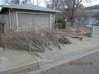 Before Tree Clean Up — Mendocino County, CA — Marvin’s Garden Tree Services