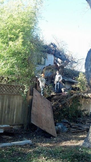 Assessing The Damage On Tree Removal — Mendocino County, CA — Marvin’s Garden Tree Services