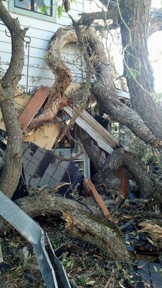 Tree Removal — Mendocino County, CA — Marvin’s Garden Tree Services