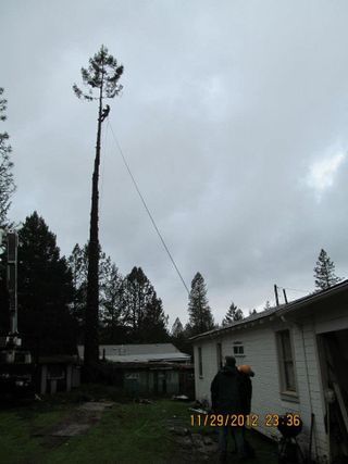 Big Tree Removal — Mendocino County, CA — Marvin’s Garden Tree Services