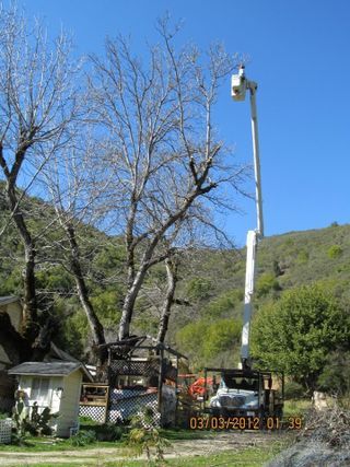 Tree Trimming — Mendocino County, CA — Marvin’s Garden Tree Services