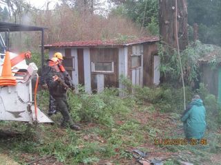 Before Tree Clean Up In A Backyard — Mendocino County, CA — Marvin’s Garden Tree Services