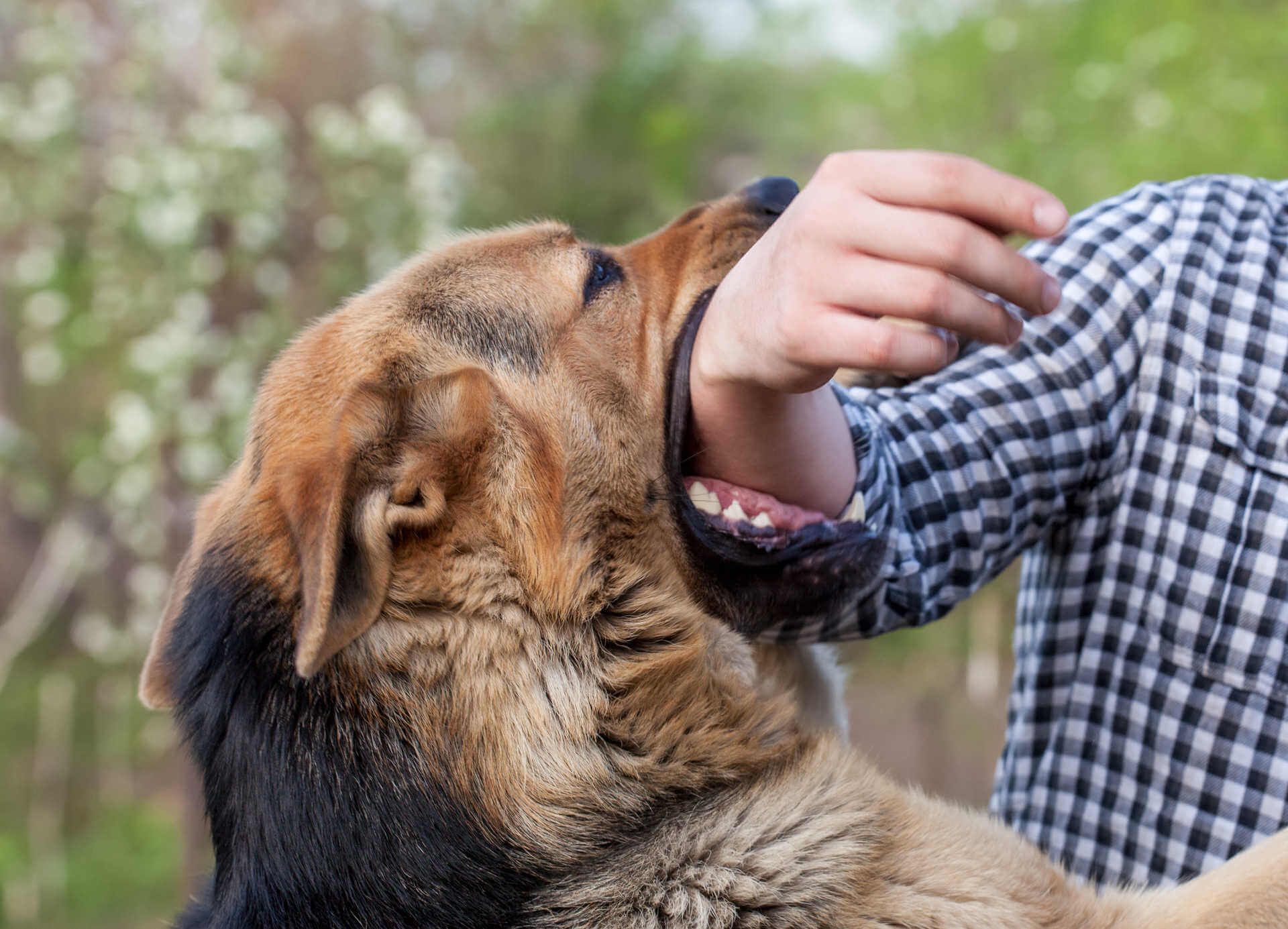A dog is biting a man 's arm.