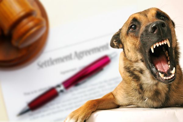 A dog is laying on a piece of paper that says settlement agreement - dog bite attorney