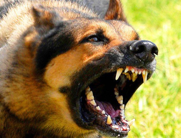 Dog Bites and Attacks - The Selvin Law Firm, PLLC