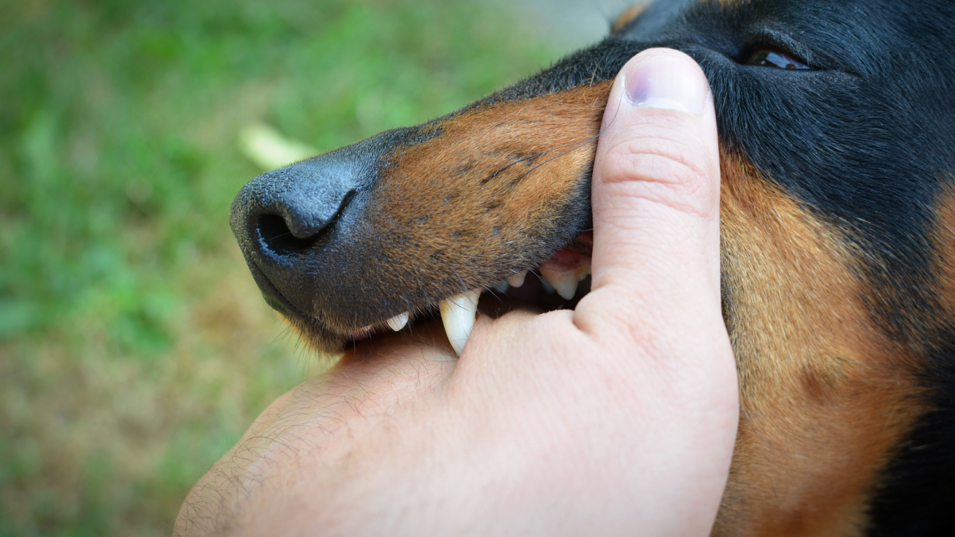 Dog's mouth biting a human hand, close-up with focus on teeth. Black and brown dog, outdoors.